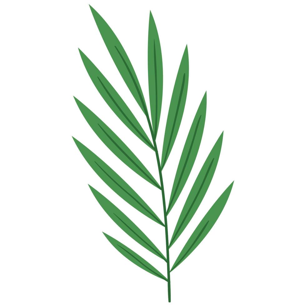 exotic leaf palm vector