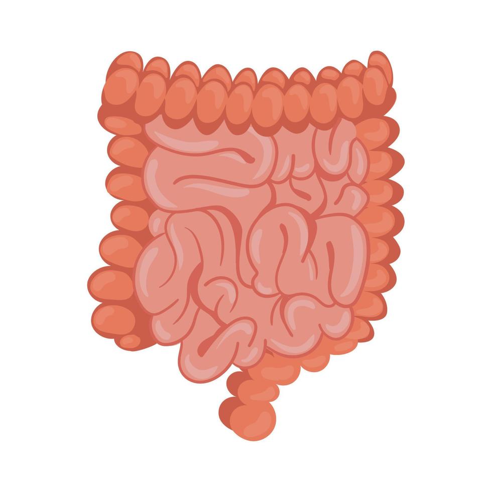 intestino órganos humanos vector