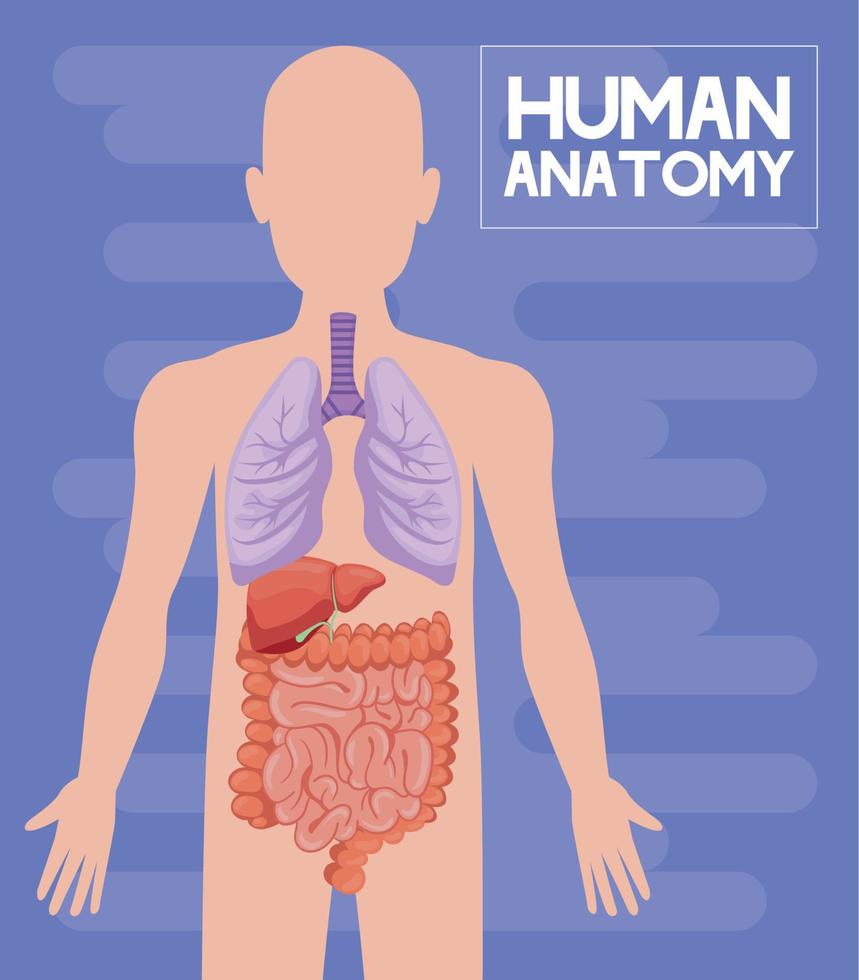 human anatomy lettering vector