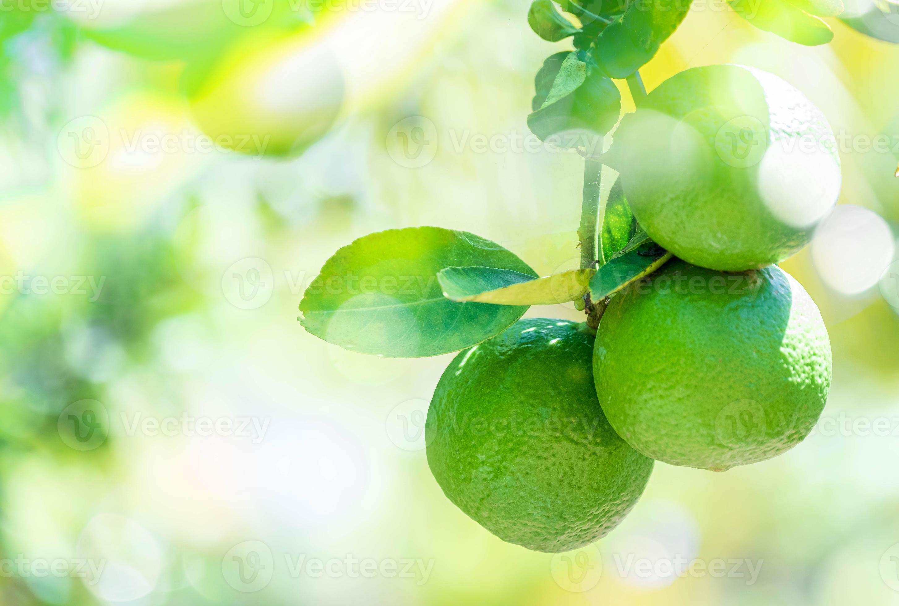 Fresh green lemons fruit hanging from branch. lemons tree garden and