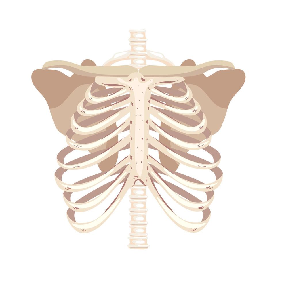 costillas humanas esqueléticas vector