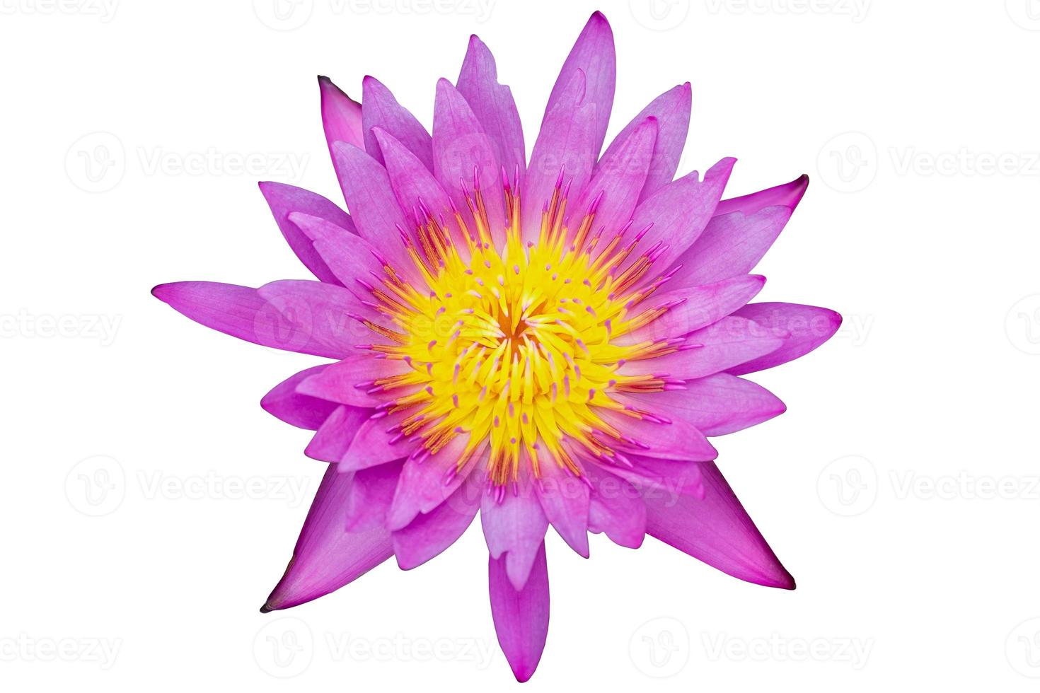 purple or pink Lotus isolated on white background photo