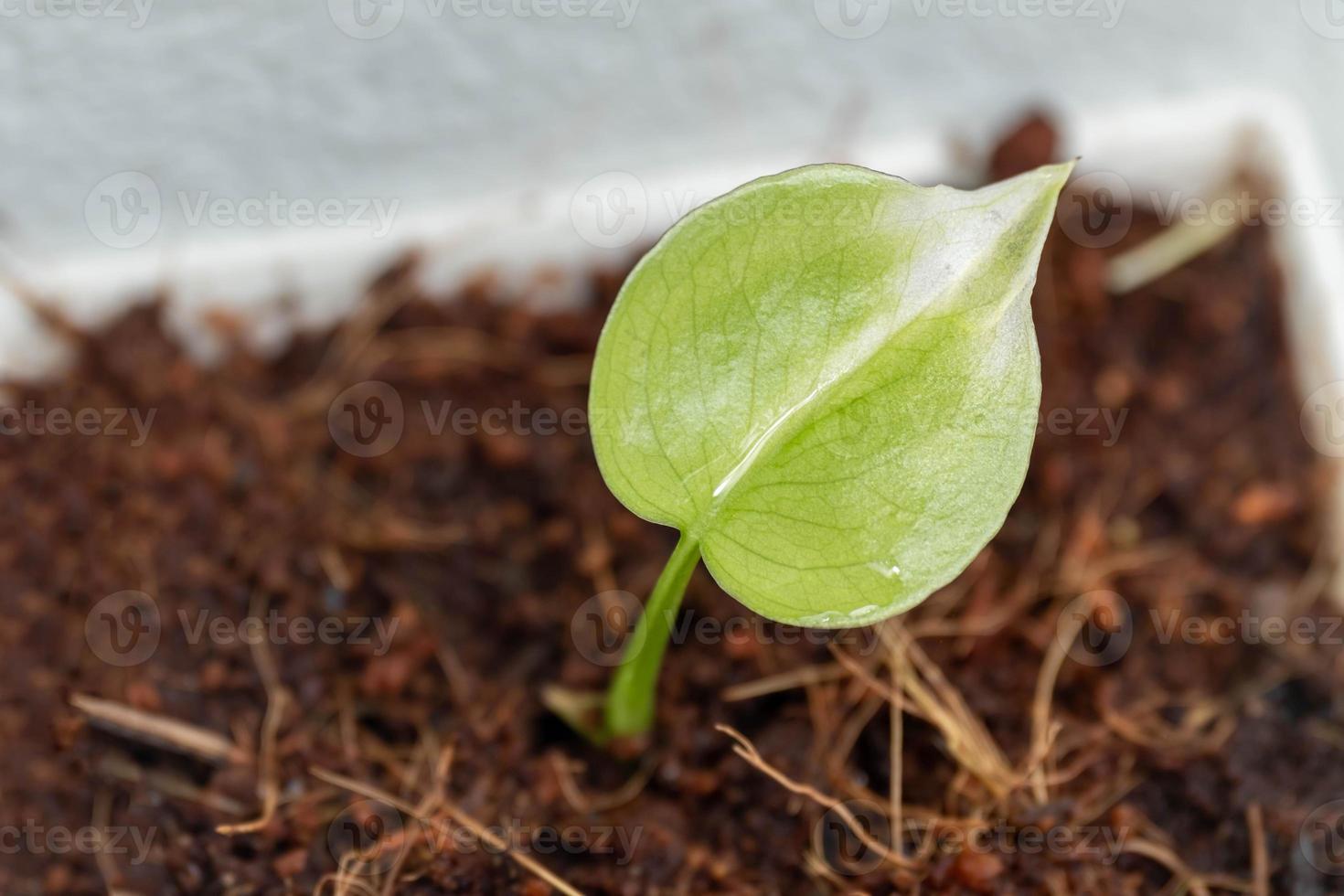 pequeñas plántulas de monstera con hojas de color verde brillante. en el vivero de plántulas en el vivero foto