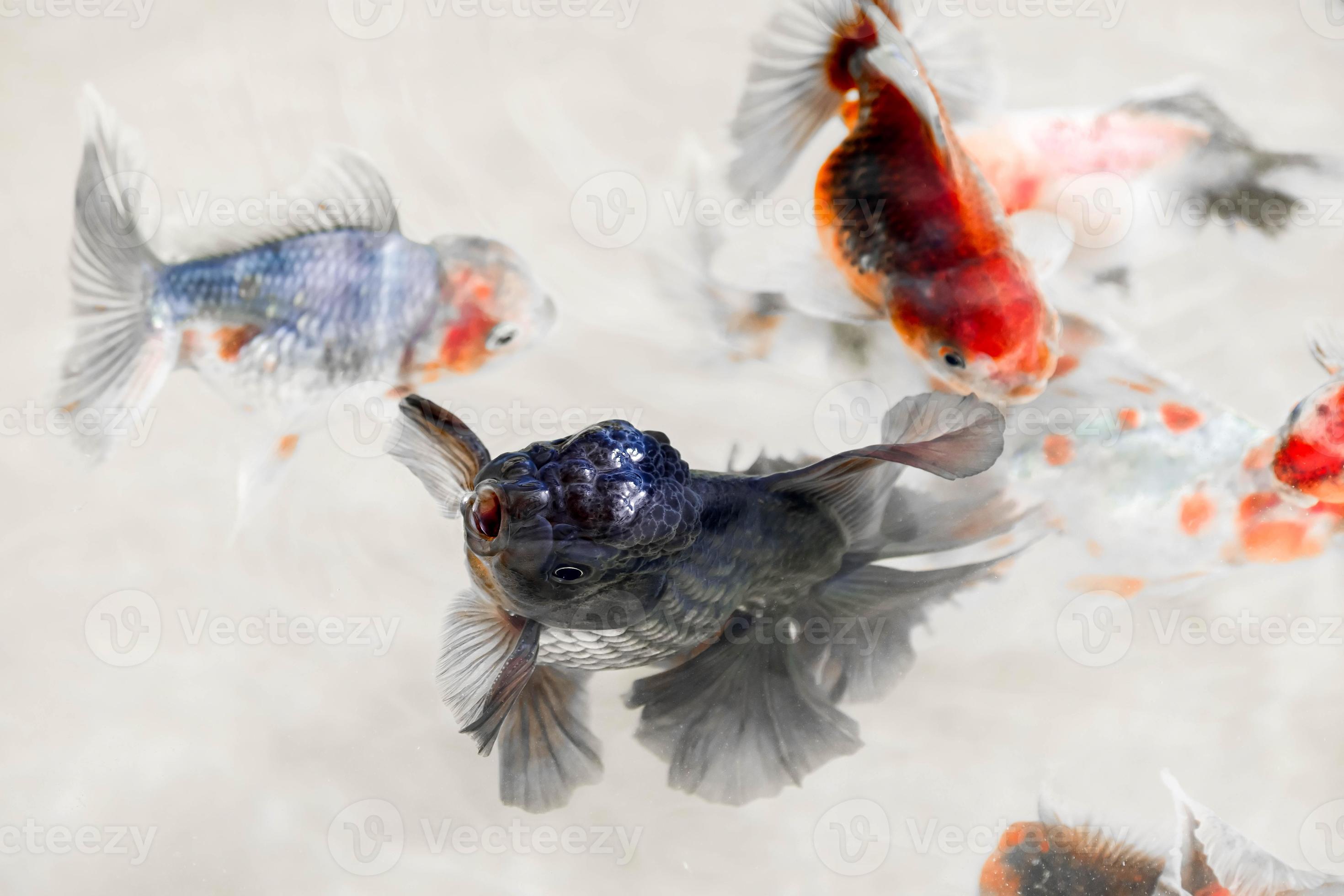 The black goldfish are opening their mouths on the surface to breathe