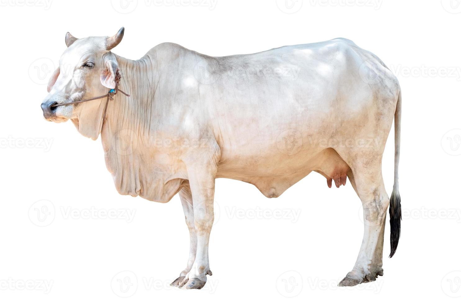vaca hembra blanca aislada sobre fondo blanco trazado de recorte blanco, vaca tailandesa, vaca asiática, vista lateral foto