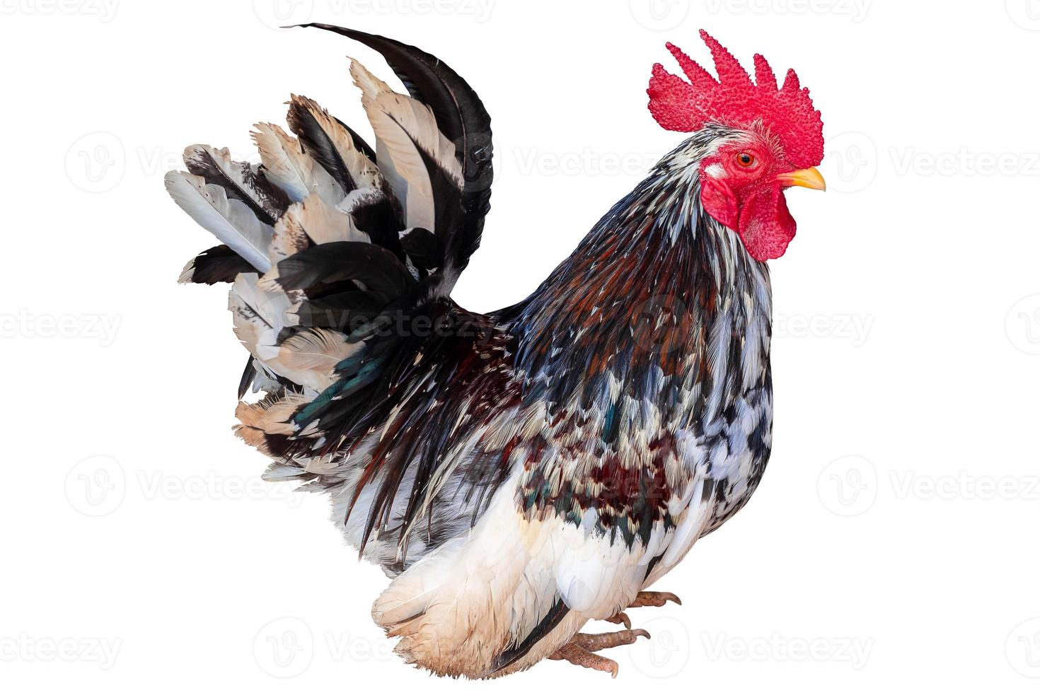 primer plano retrato de pollo bantam manchado aislado sobre fondo blanco con trazado de recorte foto