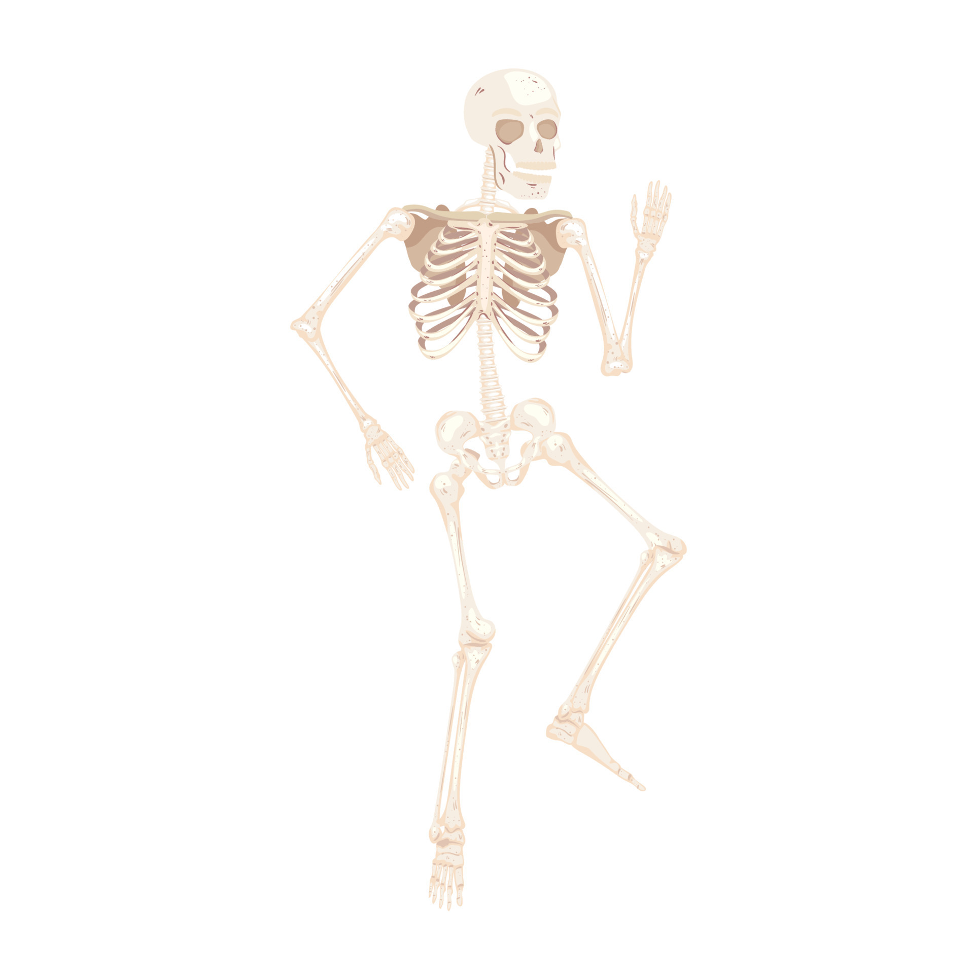 Download the human skeleton body 11252723