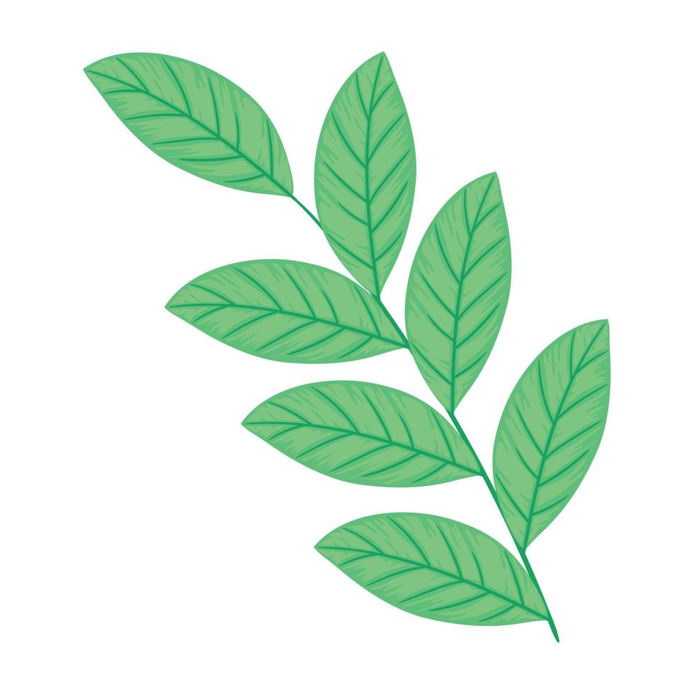 branch with leafs vector