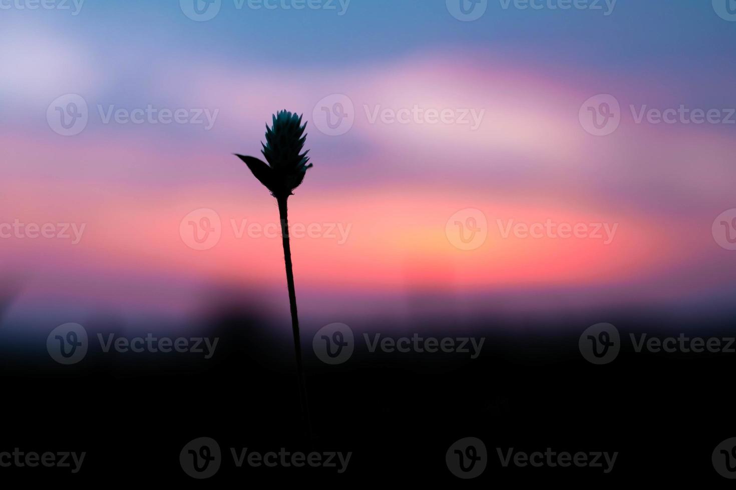 The grass flower in farm, and colorful sky in background in summer, abstract background, macro photo