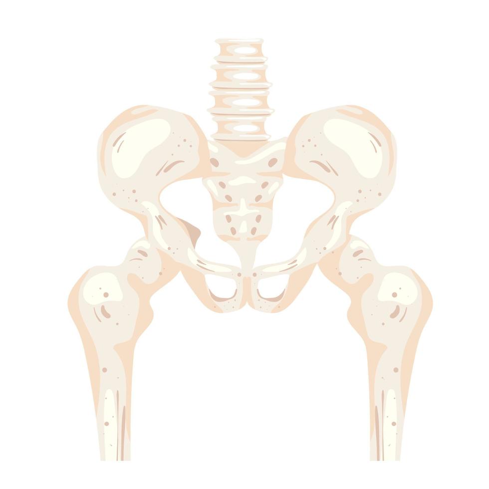 huesos del esqueleto de la cadera vector