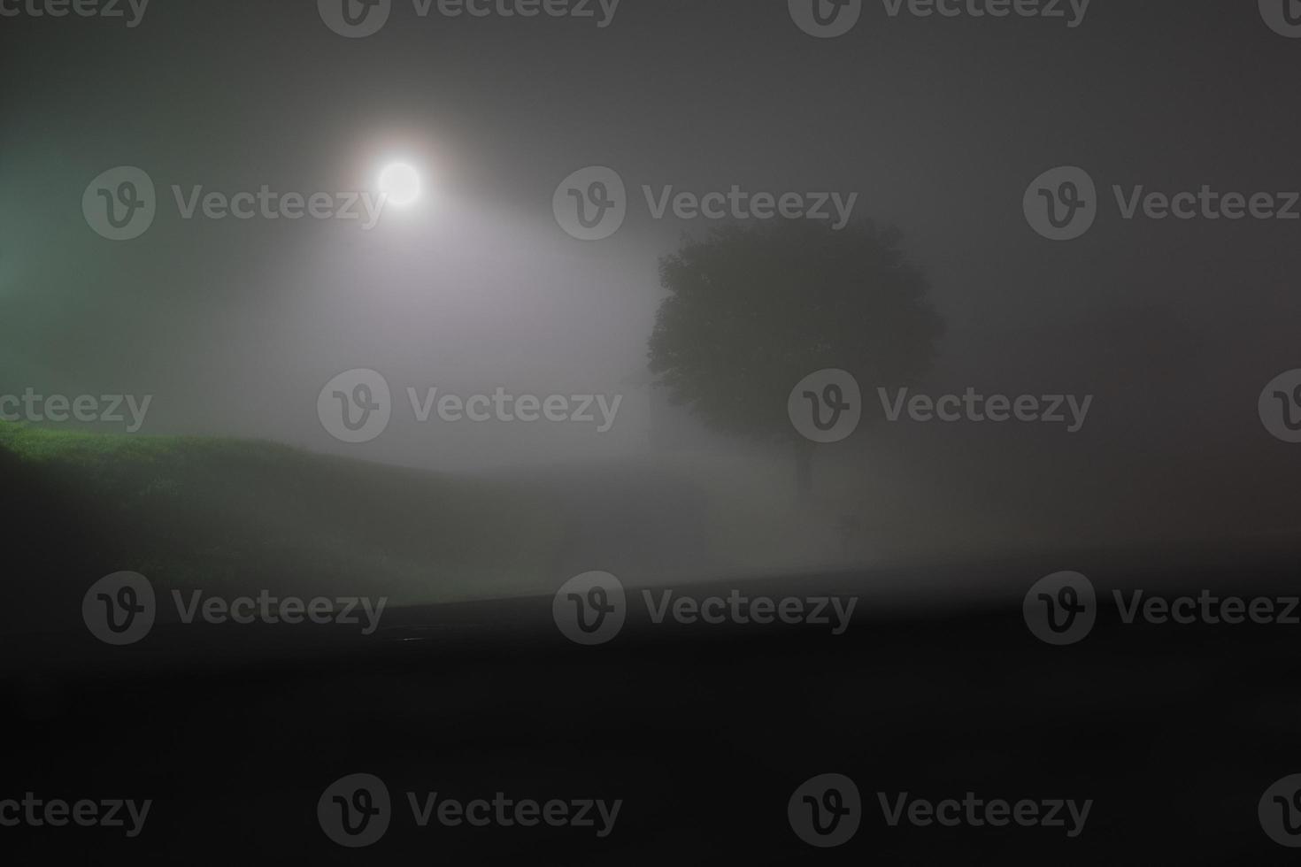 Light and Tree in Predawn Fog photo