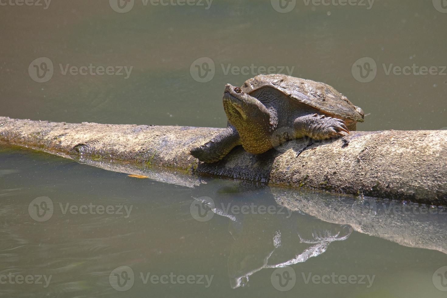 Snapping Turtle Suns Itself on Log 11253002 Stock Photo at Vecteezy