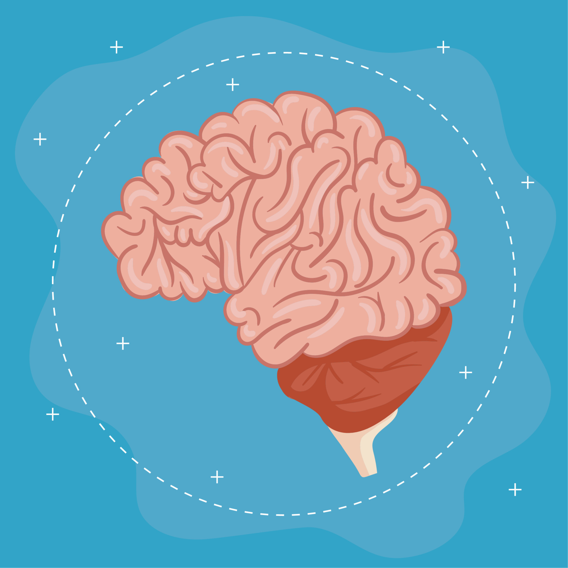 brain human organ 11253142 Vector Art at Vecteezy