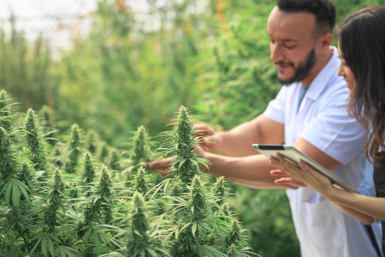 agricultor revisando plantas de cáñamo en el campo, cultivo de marihuana, planta de cannabis floreciente como droga medicinal legal. foto