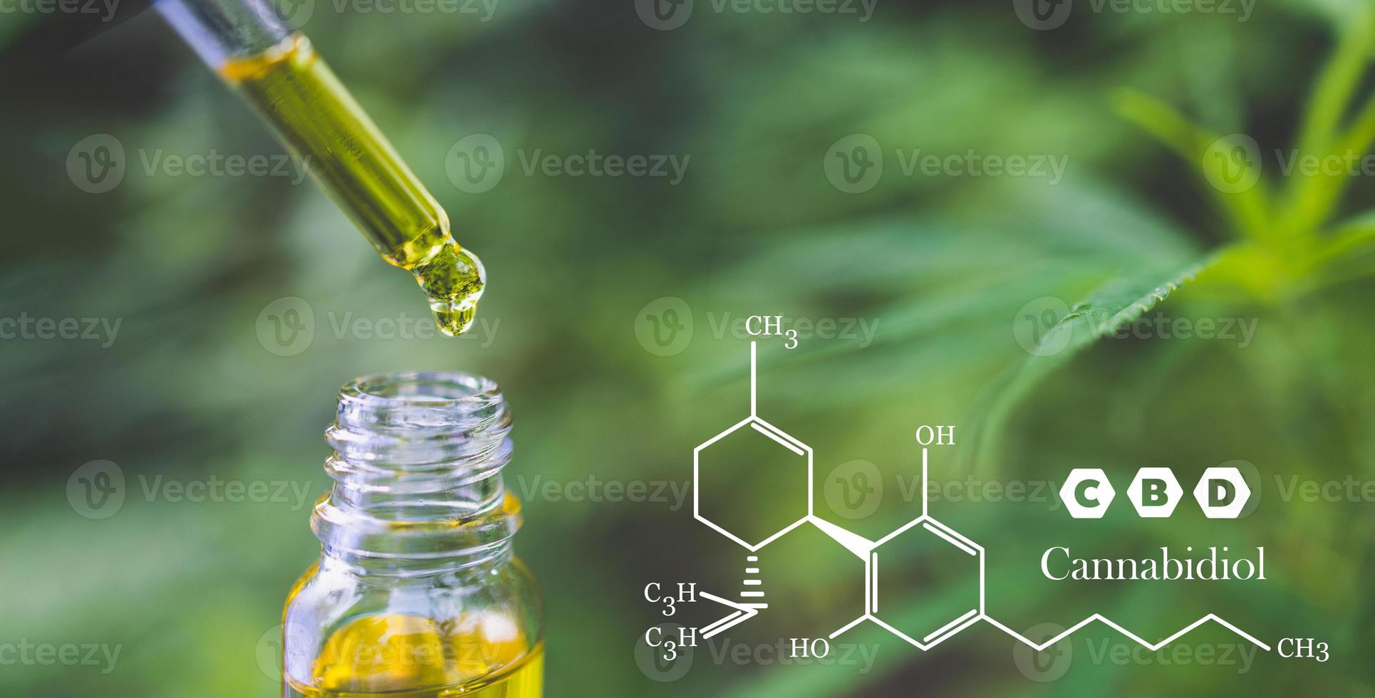 Drops of hemp oil, CBD Cannabidiol in pipette against Hemp plant with chemical molecule photo