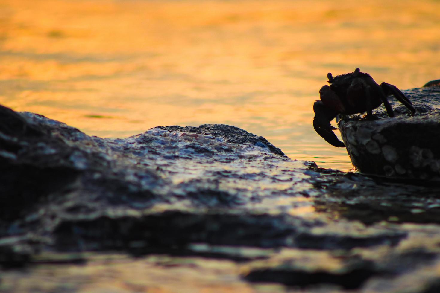 Crab walking in the coral silhouette photo