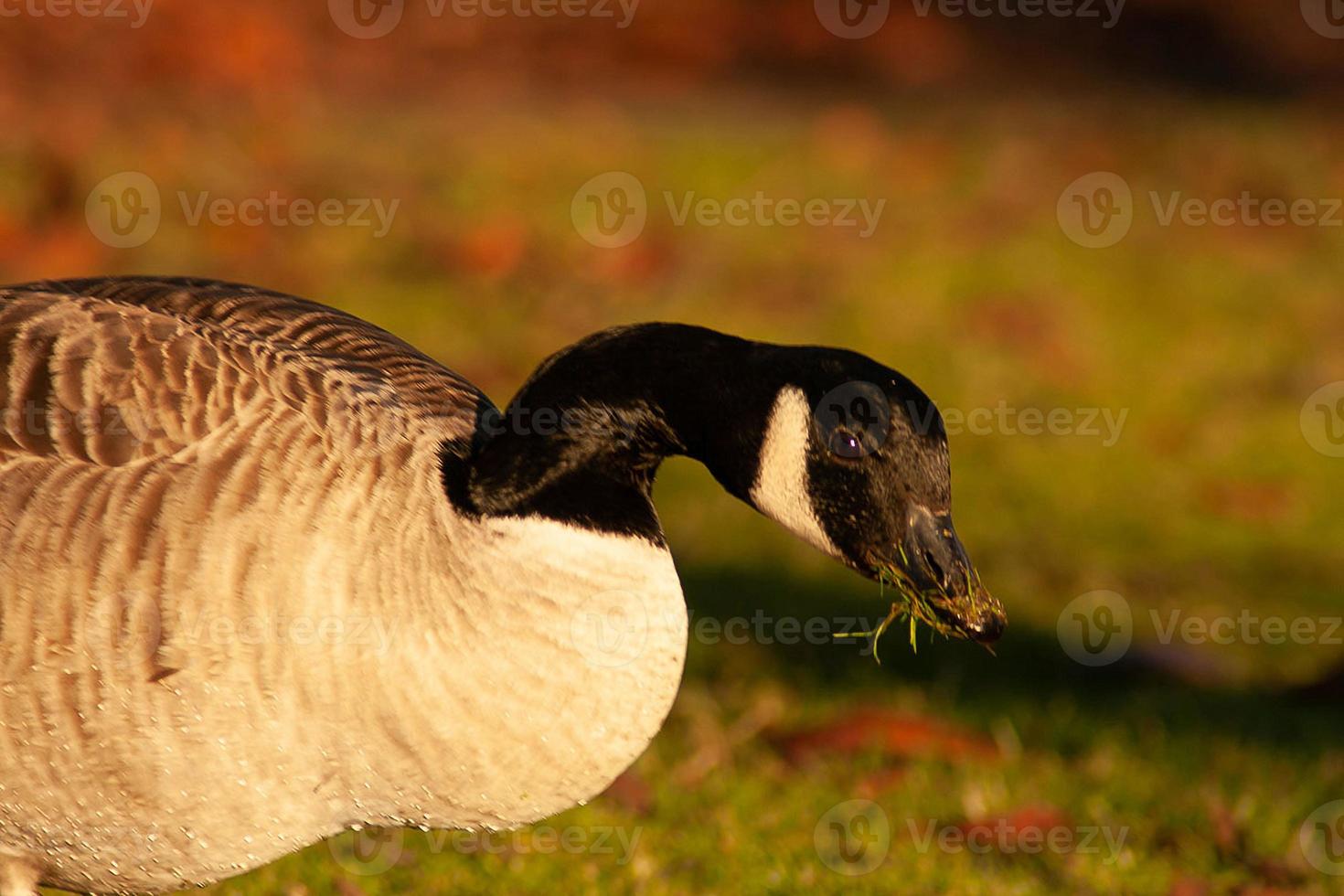 beautiful goose and swan on blue lake water in sunny day during summer, swans on pond, nature series photo