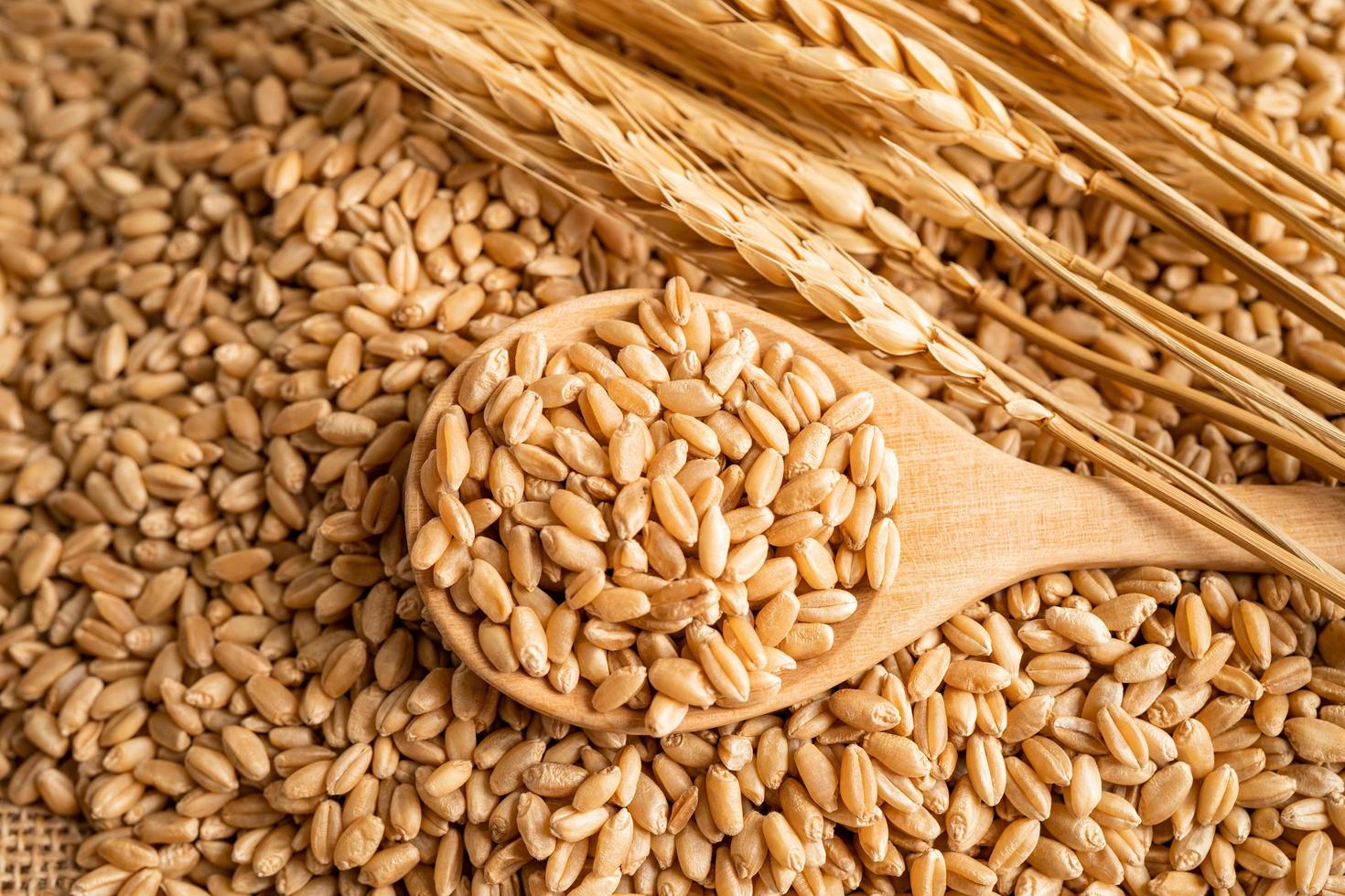 Grains and wheat ears from organic agriculture farm. photo