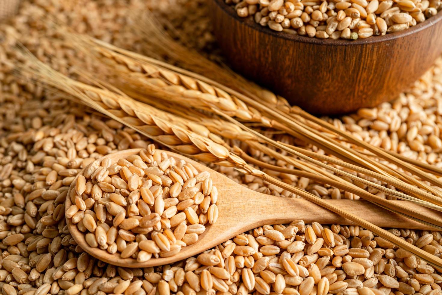 Grains and wheat ears from organic agriculture farm. photo