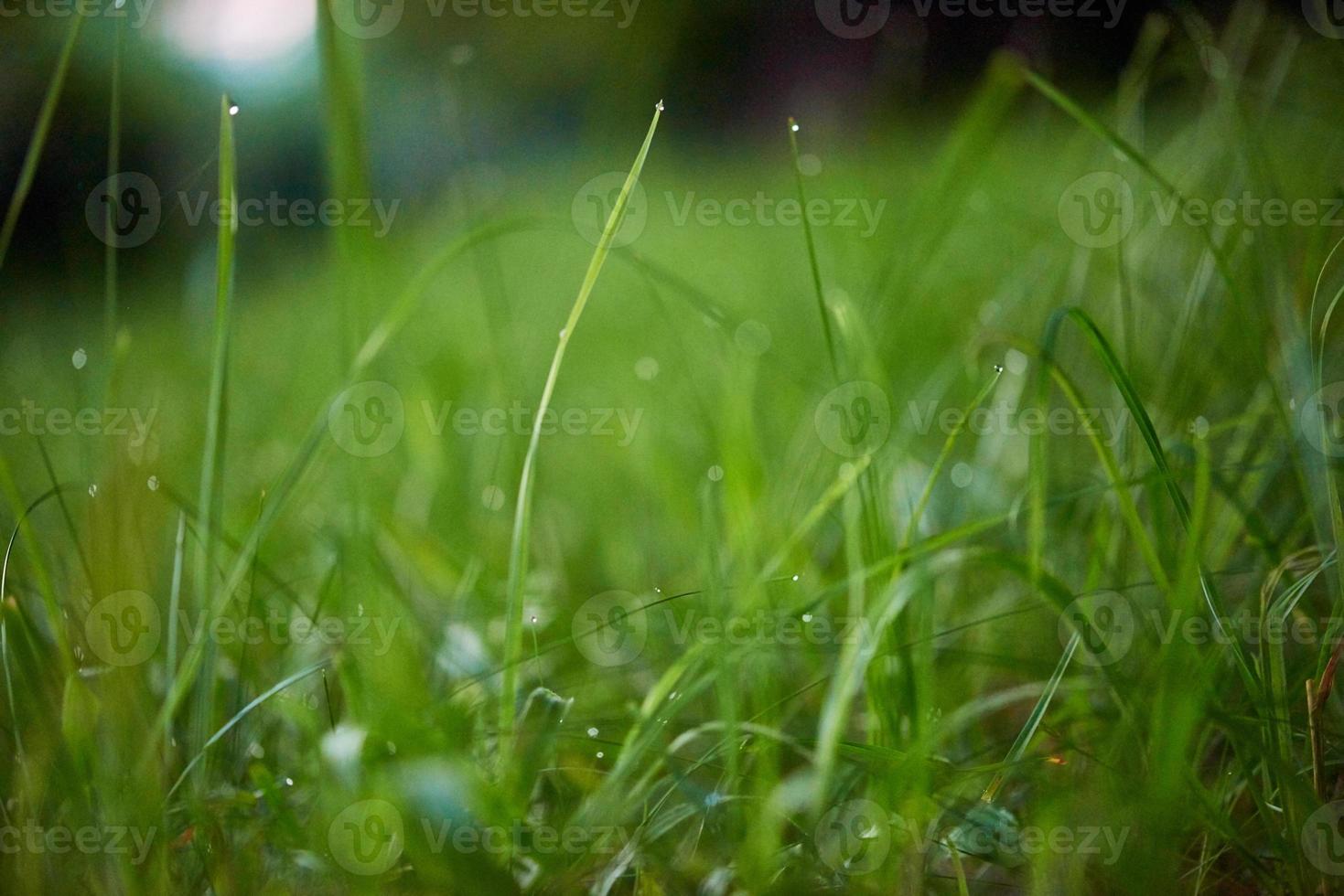 hierba con gotas de rocío foto