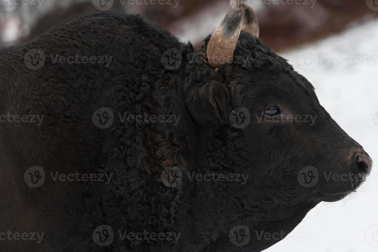 A big black bull in the snow training to fight in the arena. Bullfighting concept. Selective focus photo