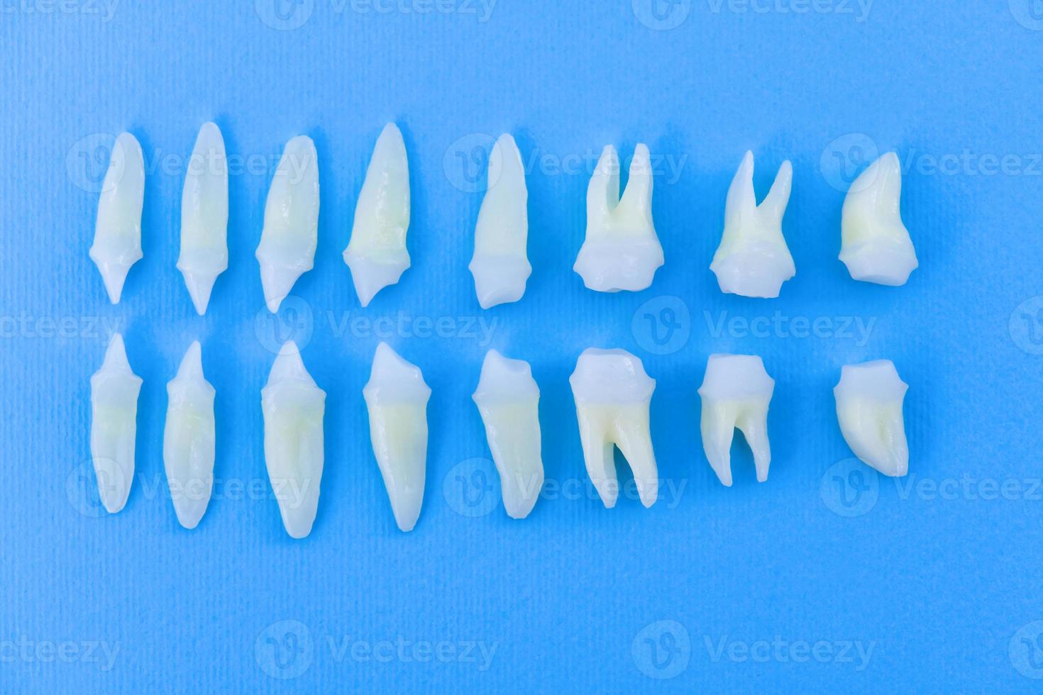 Top view of white teeth on blue background photo