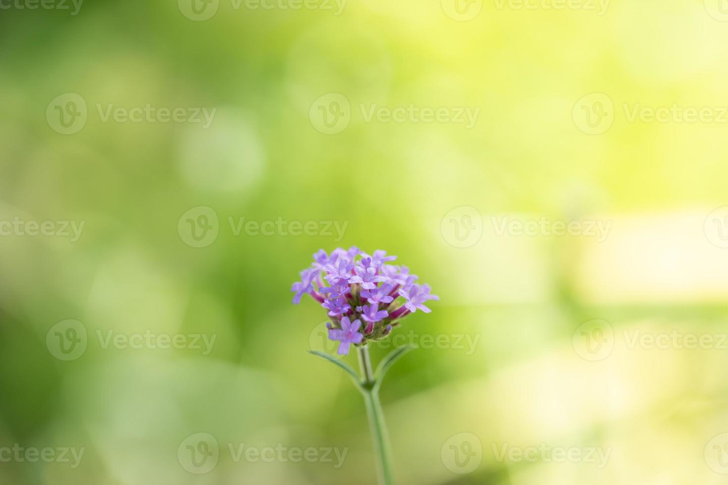 Closeup of pink purple flower on blurred greenery background in garden with copy space using as wallpaper and cover page concept. photo
