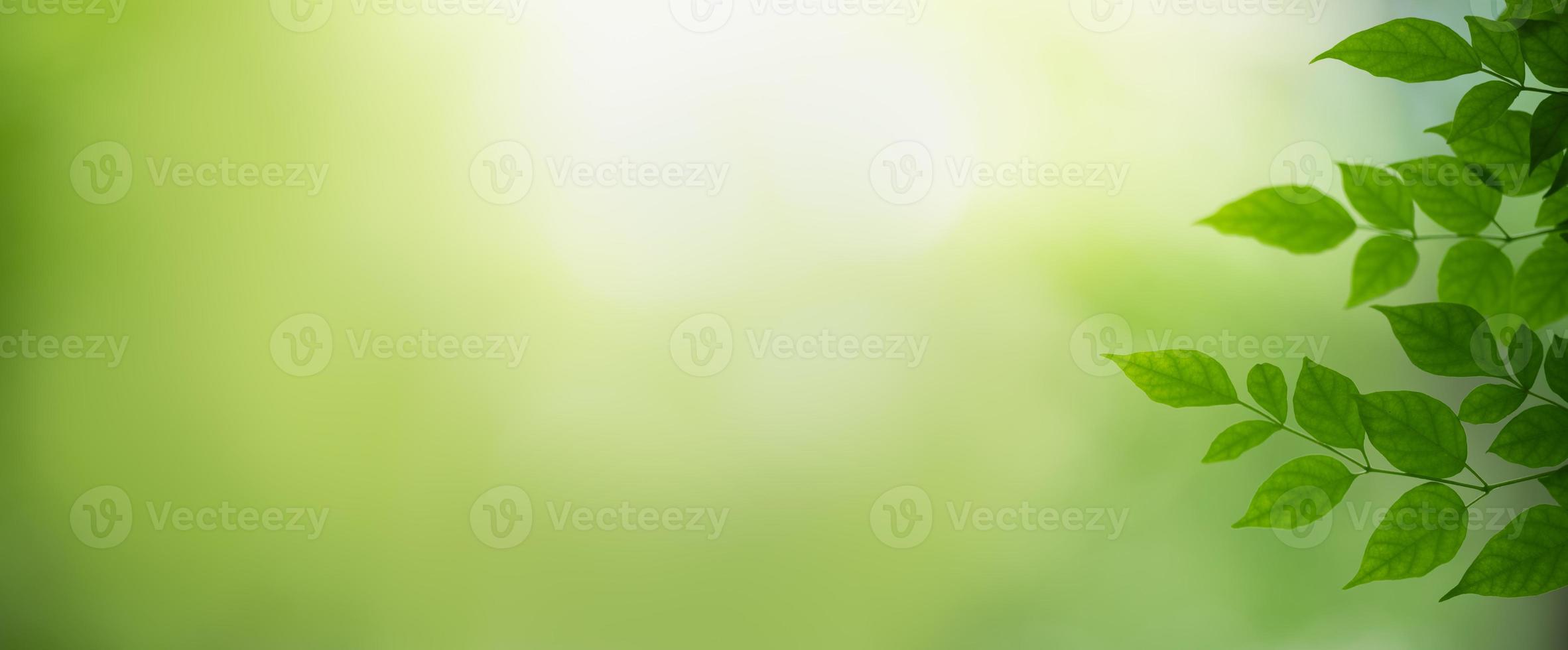 Closeup of beautiful nature view green leaf on blurred greenery background in garden with copy space using as background cover page concept. photo