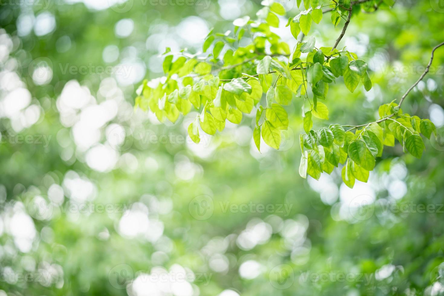 Closeup of beautiful nature view green leaf on blurred greenery background in garden with copy space using as background wallpaper page concept.i photo