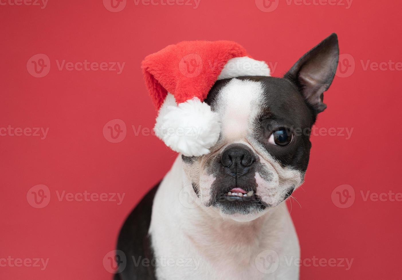 A Boston terrier dog in a Santa Claus Christmas hat on a red background in the studio. The concept of New Year and Christmas. photo