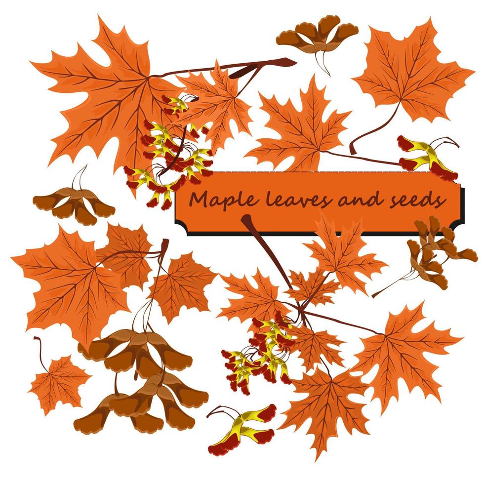 Branch, seeds and leaves of maple. Autumn maple leaves set. Clipart autumn maple leaves an seeds isolated on white background vector