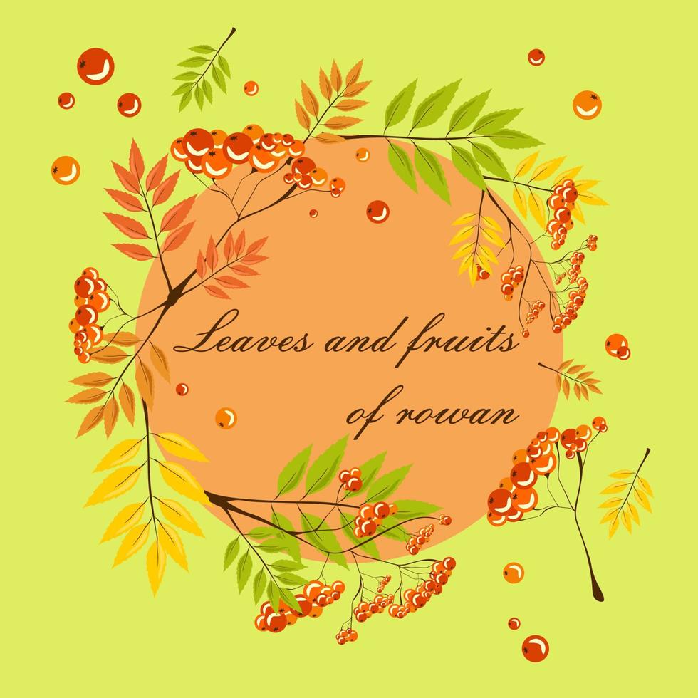 Red rowan berries bunch with orange autumn leaves, vector realistic illustration isolated clipart set with circle frame