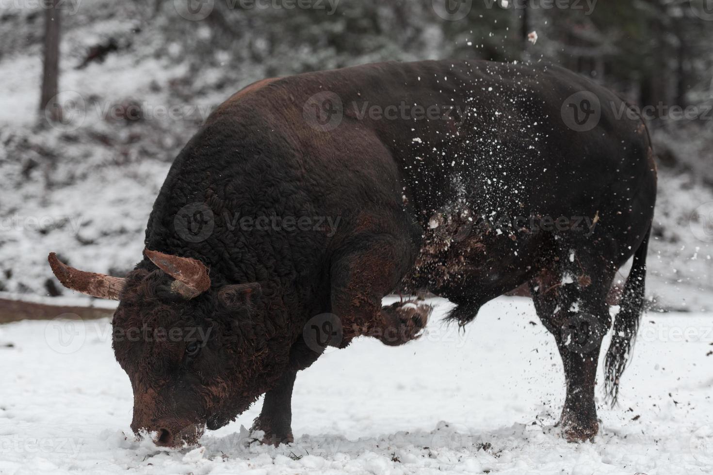 A big black bull in the snow training to fight in the arena. Bullfighting concept. Selective focus photo
