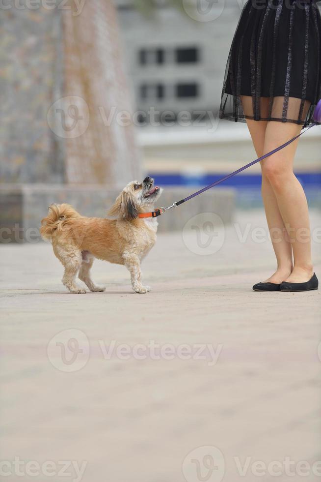 happy young woman with puppy have fun photo