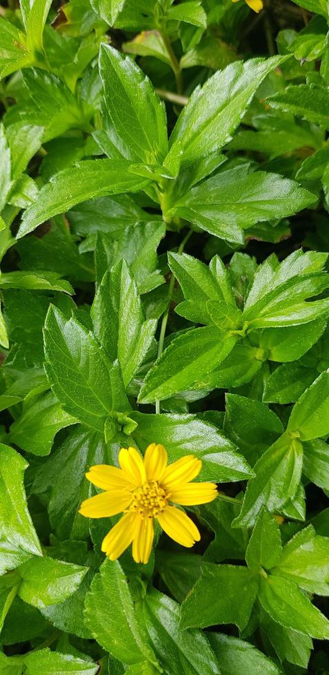 Indian Daisy or Indian summer or Rudbeckia hirta or Black-Eyed Susan photo