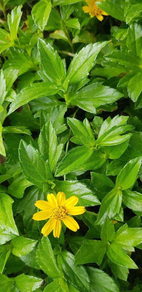 Indian Daisy or Indian summer or Rudbeckia hirta or Black-Eyed Susan photo