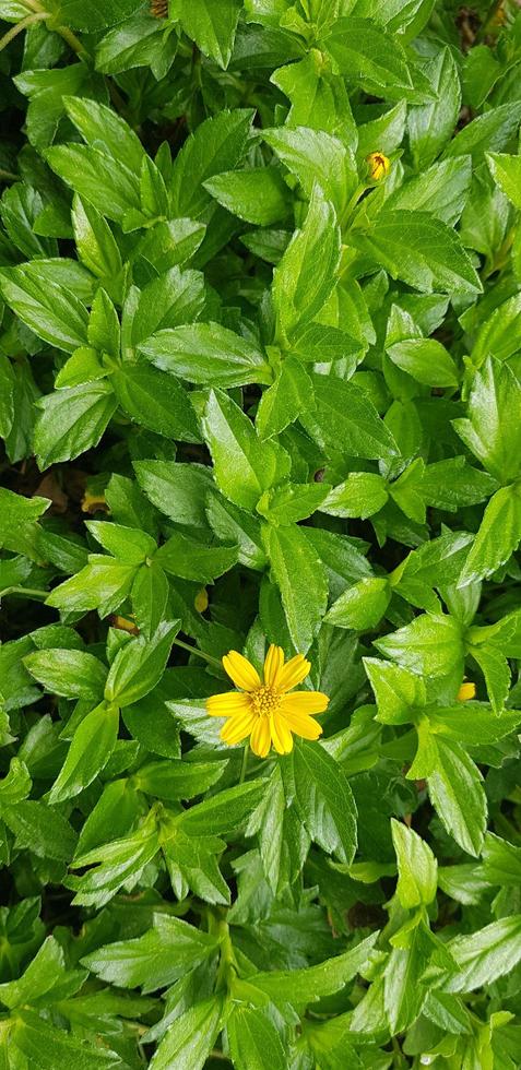 Indian Daisy or Indian summer or Rudbeckia hirta or Black-Eyed Susan photo