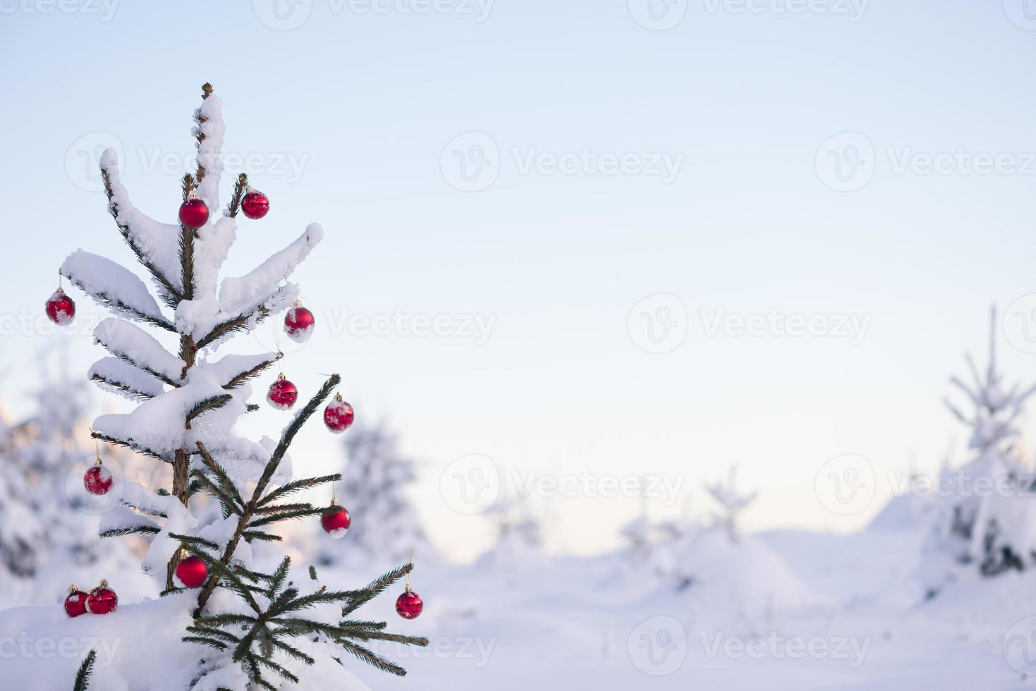 christmas balls on pine tree photo