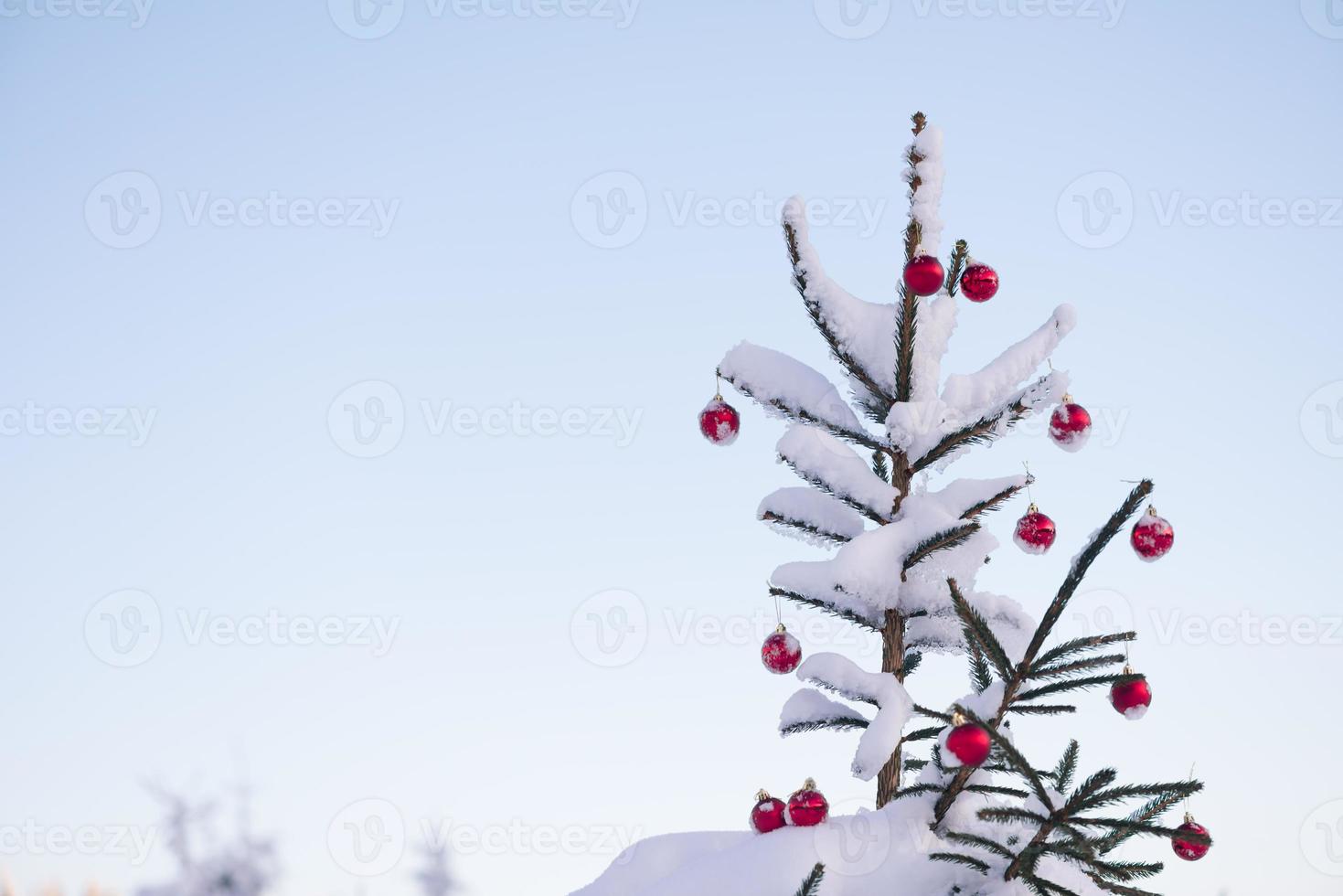christmas balls on pine tree photo