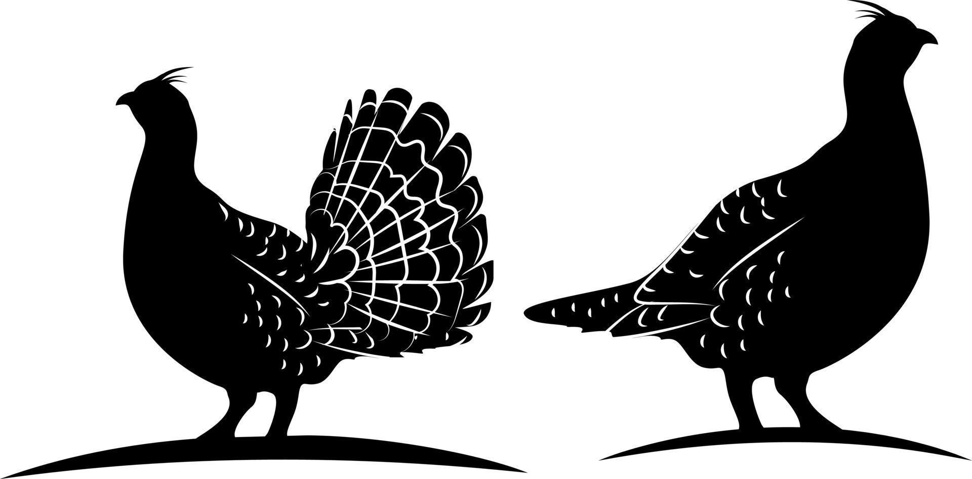 Ruffed grouse vector. vector