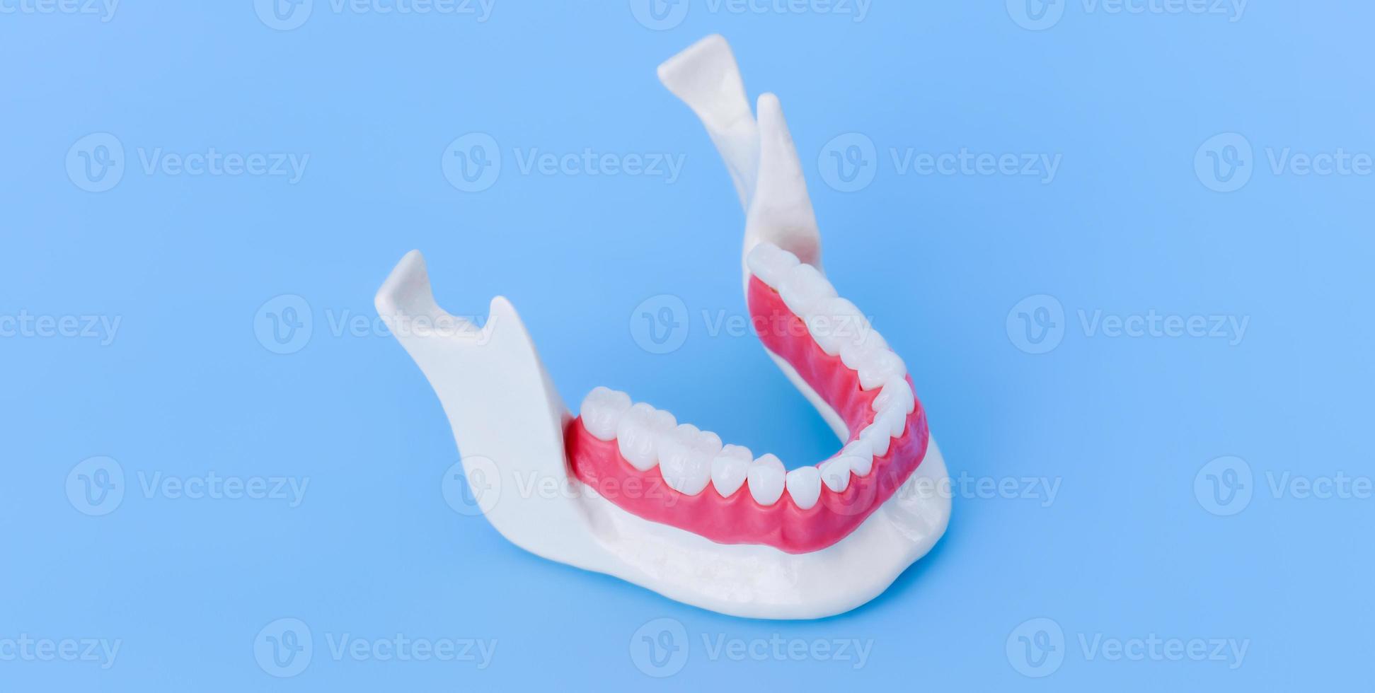 Lower human jaw with teeth and gums anatomy model photo