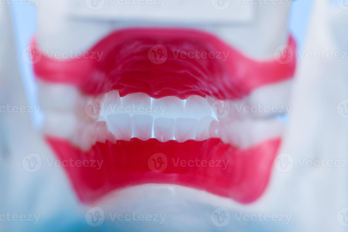 inside view of human jaw with teeth and gums anatomy model photo