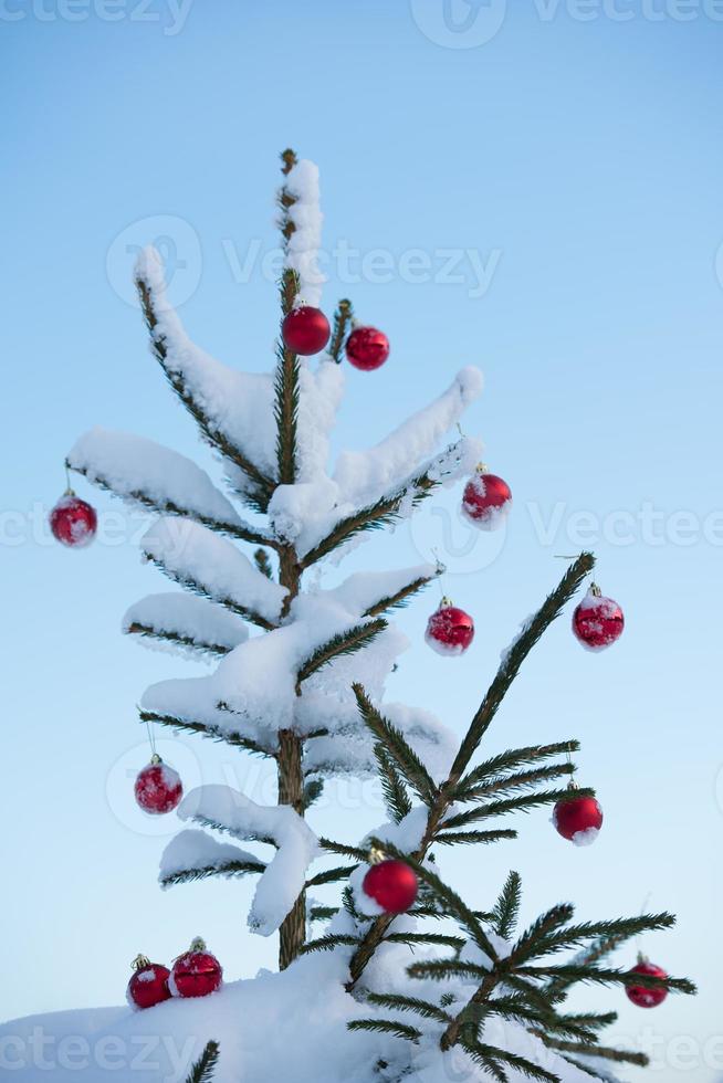 christmas balls on tree photo