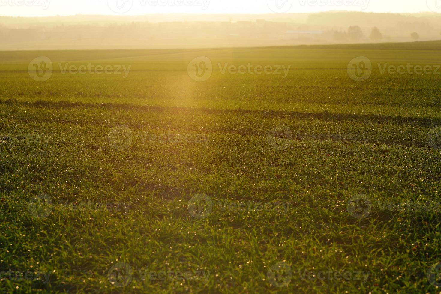 green grass on a background beautiful sunset photo