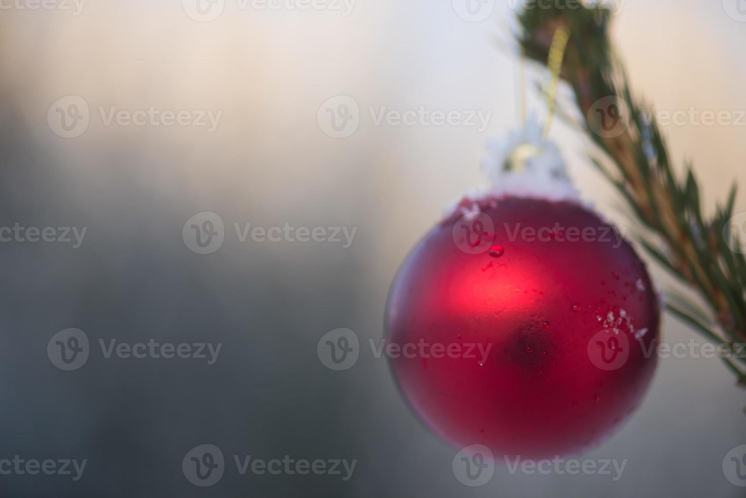 christmas balls on pine tree photo