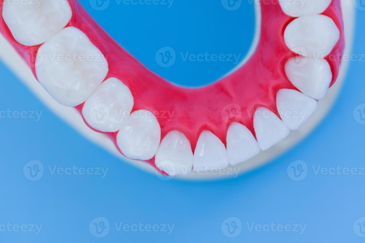 Lower human jaw with teeth and gums anatomy model photo