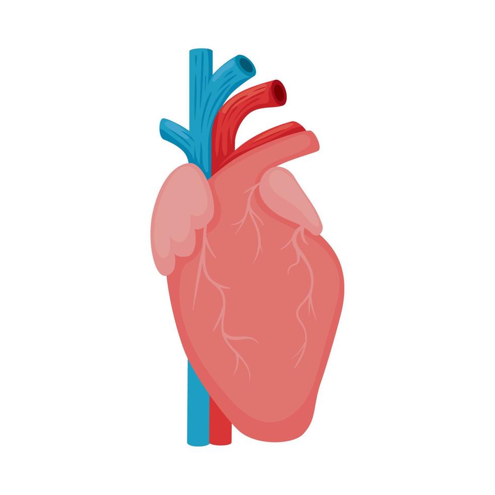 corazon organo humano vector