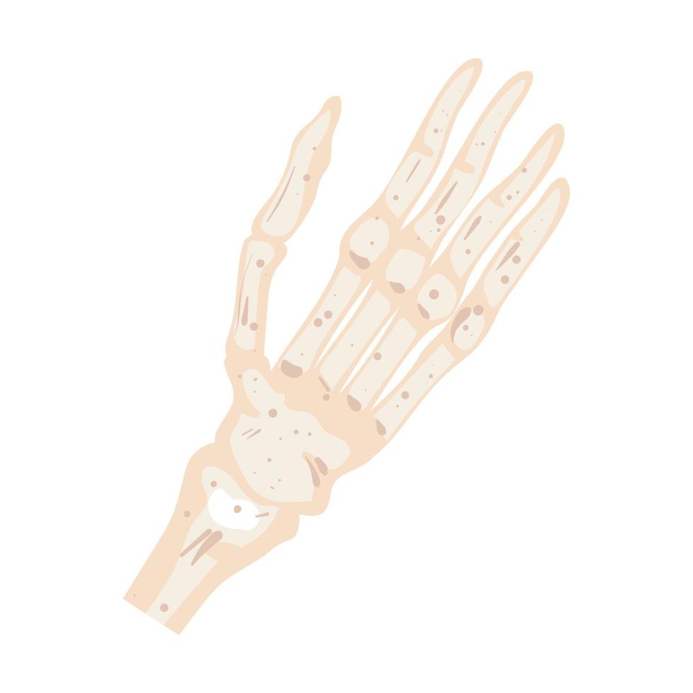 skeleton hand bones vector