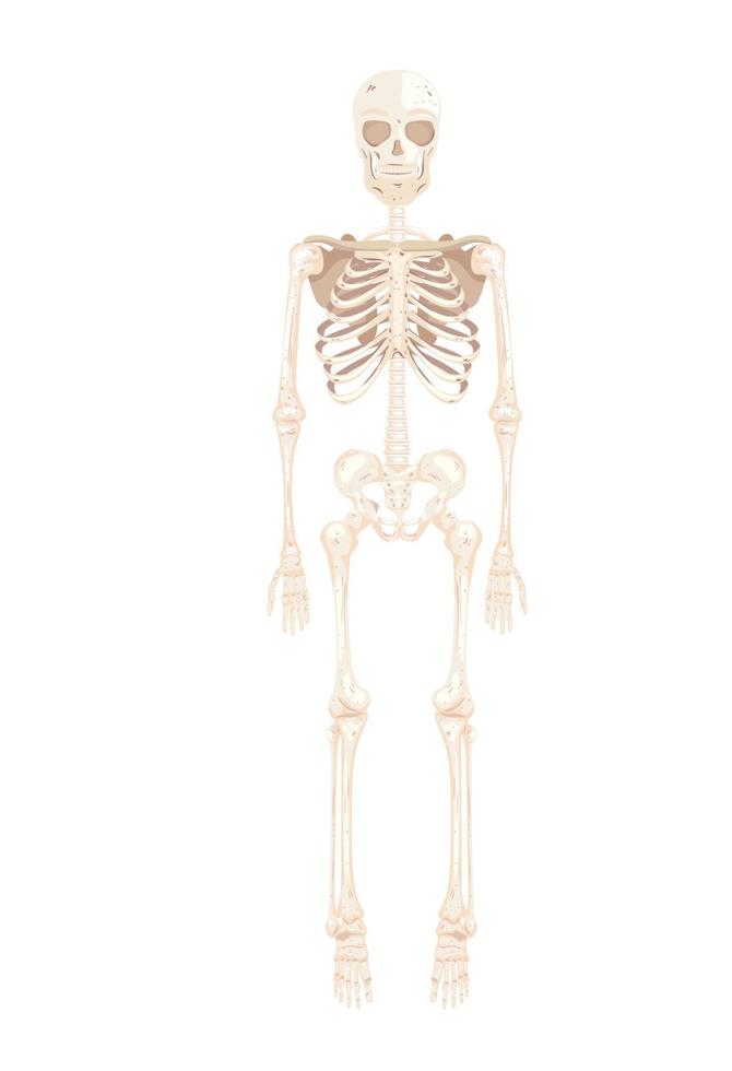 skeleton body front vector