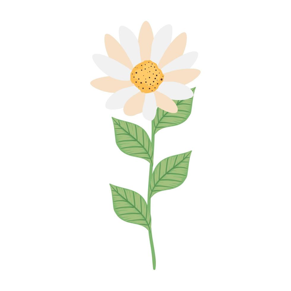 flower daisy and leafs vector